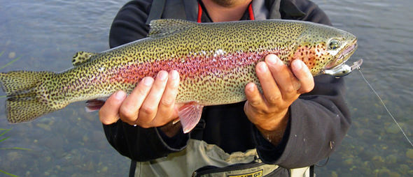 Rainbow Trout A nice rainbow that mistook a small crankbait for a tasty meal...
