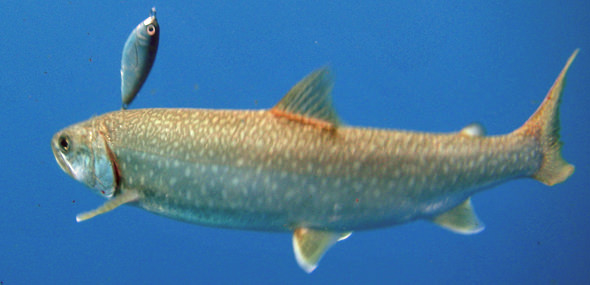mackinaw Fish on!
