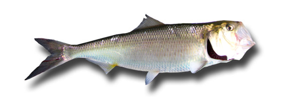 1american-shad1 1american-shad1