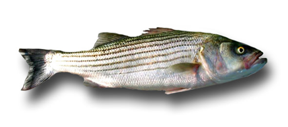 1fat-striper3 1fat-striper3