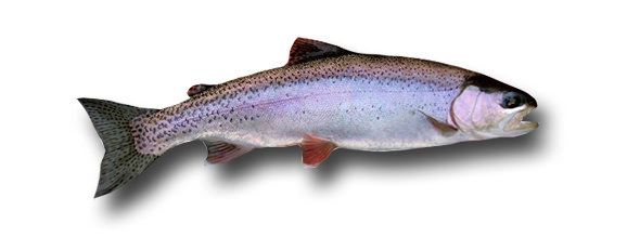 1rainbow-trout 1rainbow-trout