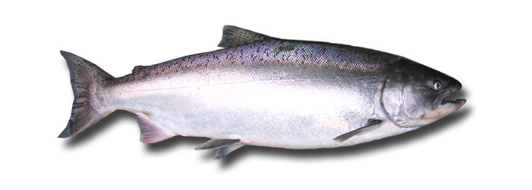 1spring-chinook 1spring-chinook