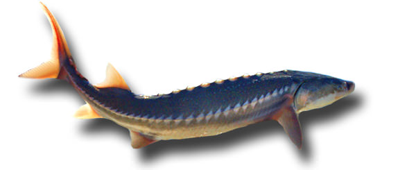1sturgeon1 1sturgeon1