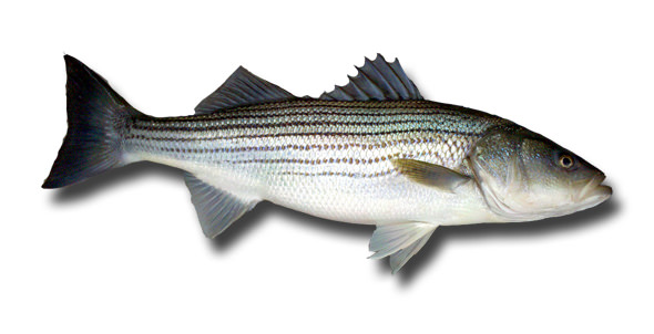 Striper