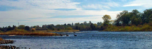 deer Deer crossing near Goethe (River Bend) Park