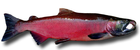 1coho 1coho