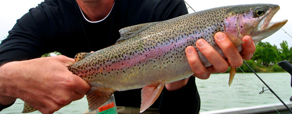 1rainbow The fish here are gorgeous...right downtown, too!