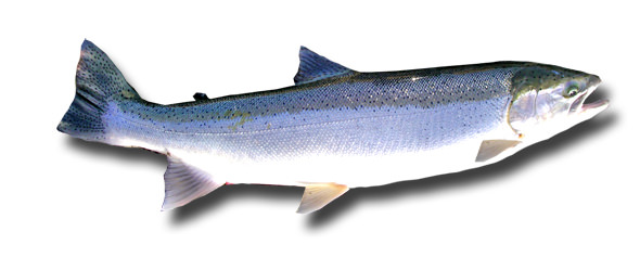 1winter-steelhead 1winter-steelhead