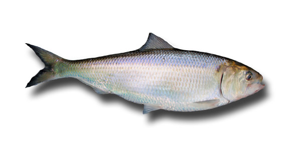 american-shad american-shad