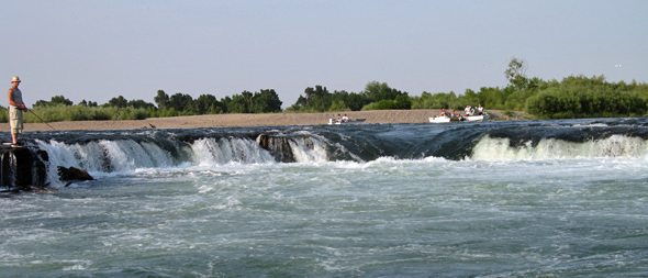 shad-falls Fish here!