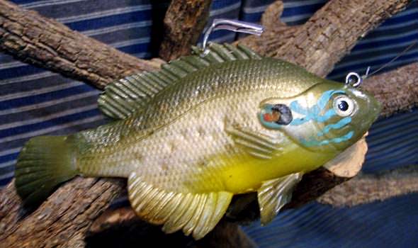 Real Fish Bluegill