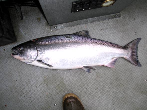 Spring run chinook