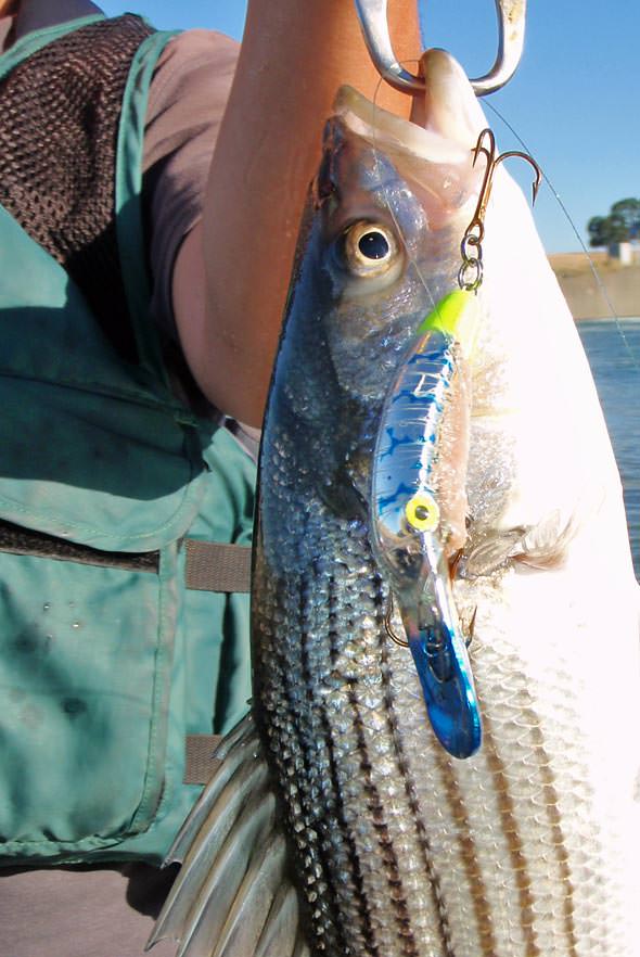 MagLip Striper