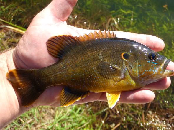 Name that Fish!