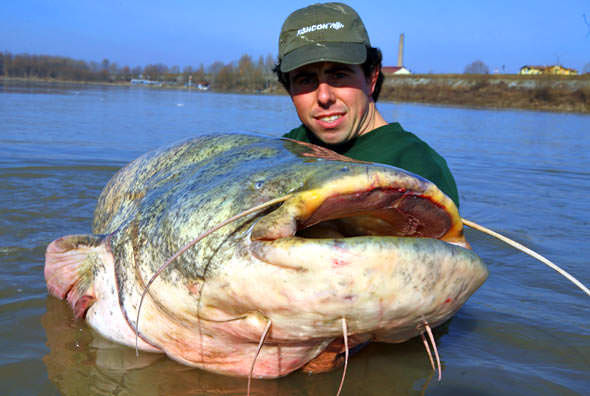 Go Back gt; Gallery For gt; World Record Catfish