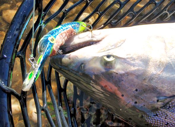 Salmon in Net with MagLip