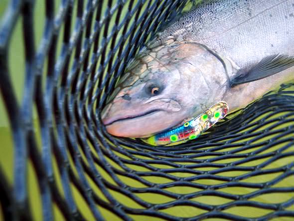 Salmon in the Net