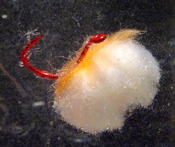 Underwater view of a Yarnie