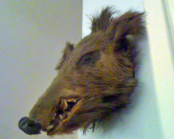 WolfMan's Head