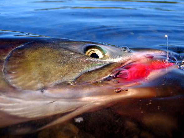 Name that Fish!