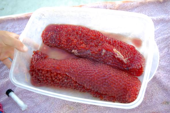 Sturgeon Food