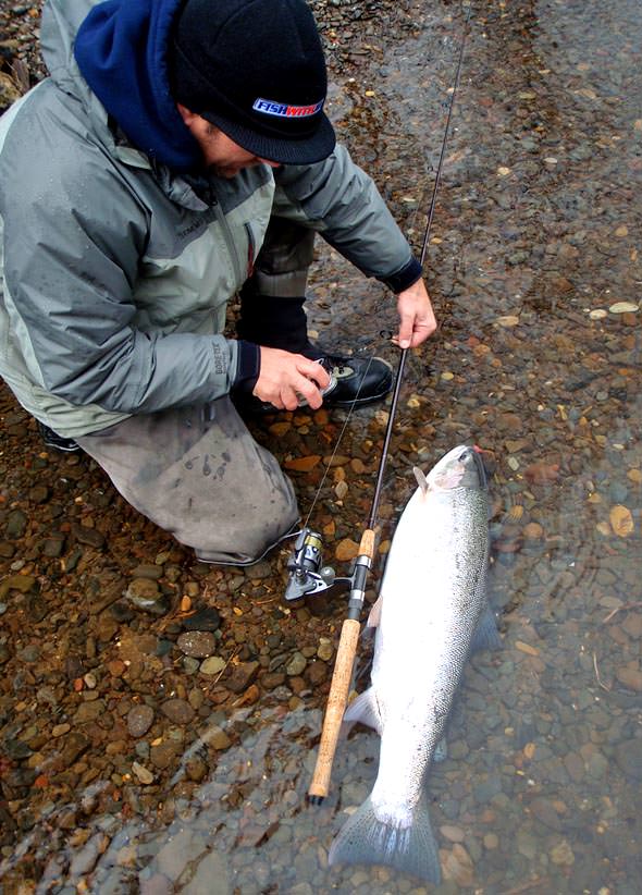Trio and Steelhead