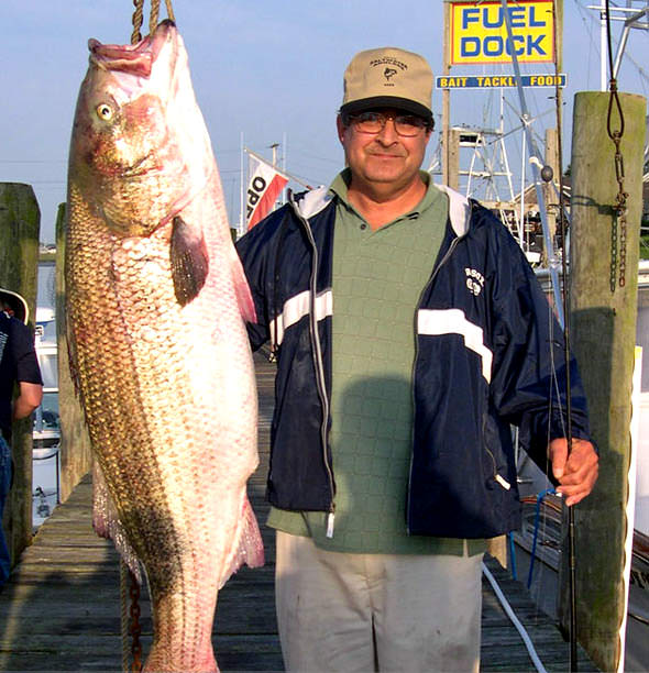 77 pound striped bass