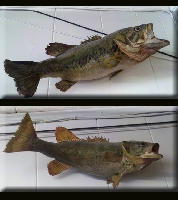 Ugly Bass Mounts!