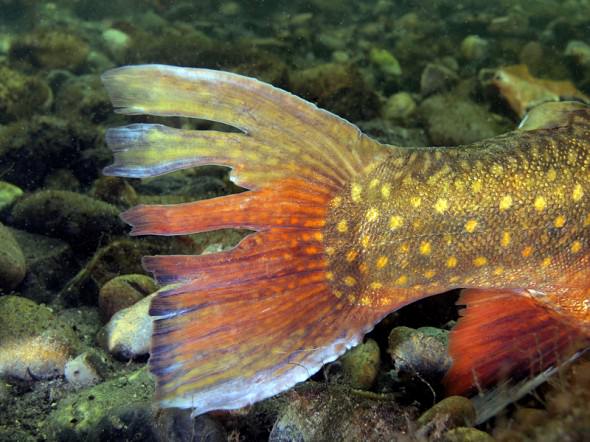 Spawning Char