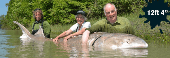 1,100 Pound Sturgeon!