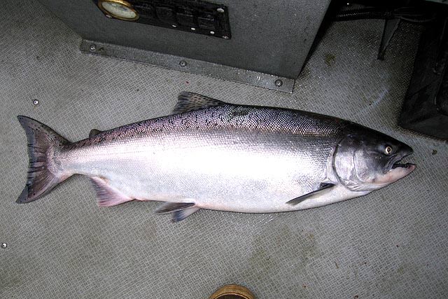 Sacramento River Chinook Salmon