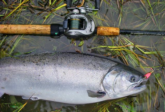 Puget Sound Coho