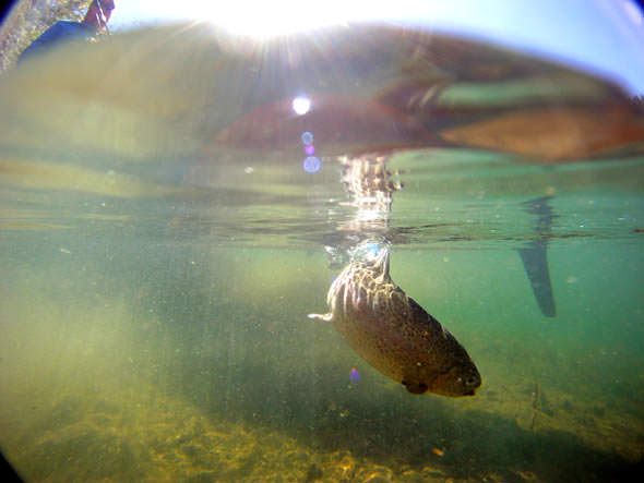 Underwater view of trout fishing