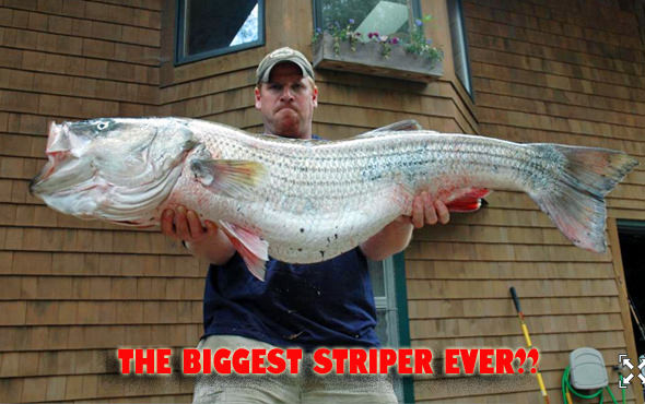 81.8-lb. striped bass A pending world record