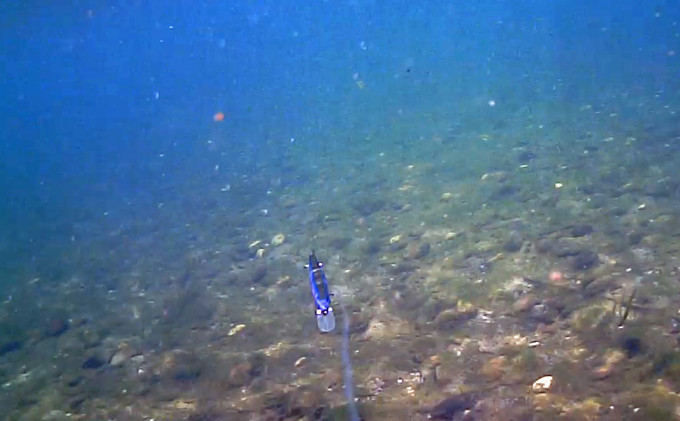 Striper Attacks a lure underwater
