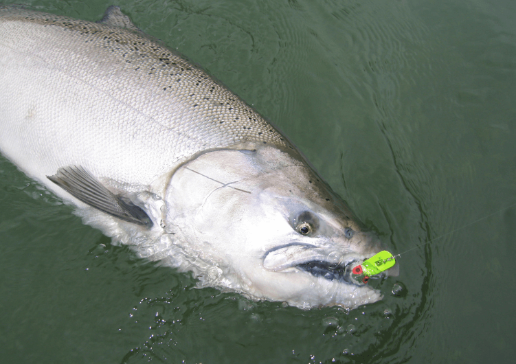 How to catch spring salmon