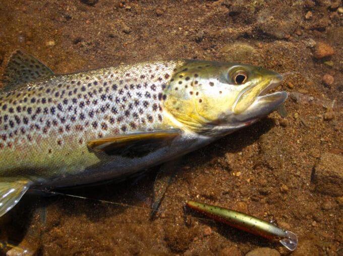 Brown Trout by catch ~ On a jerkbait - Fishing Albums - Bass