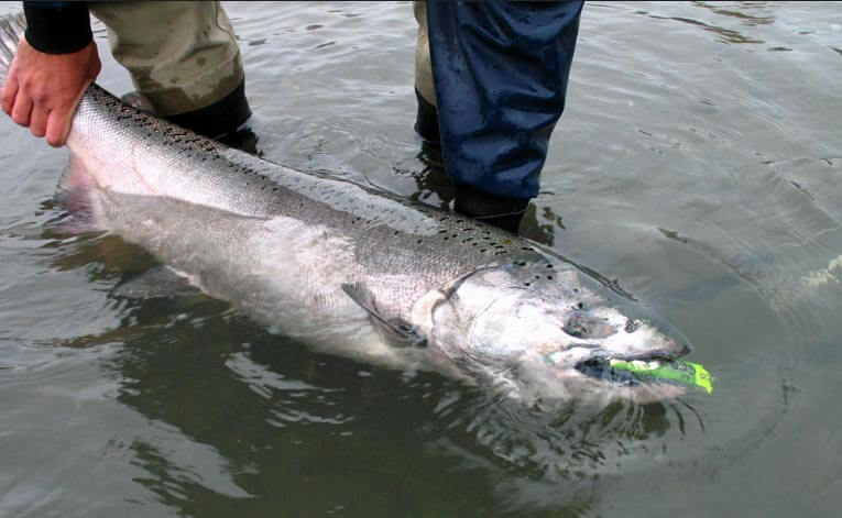 Pro Tips: Plugging for River Salmon