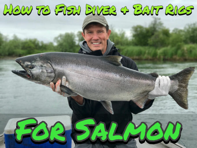 Pro Tips: Divers and Bait for Salmon