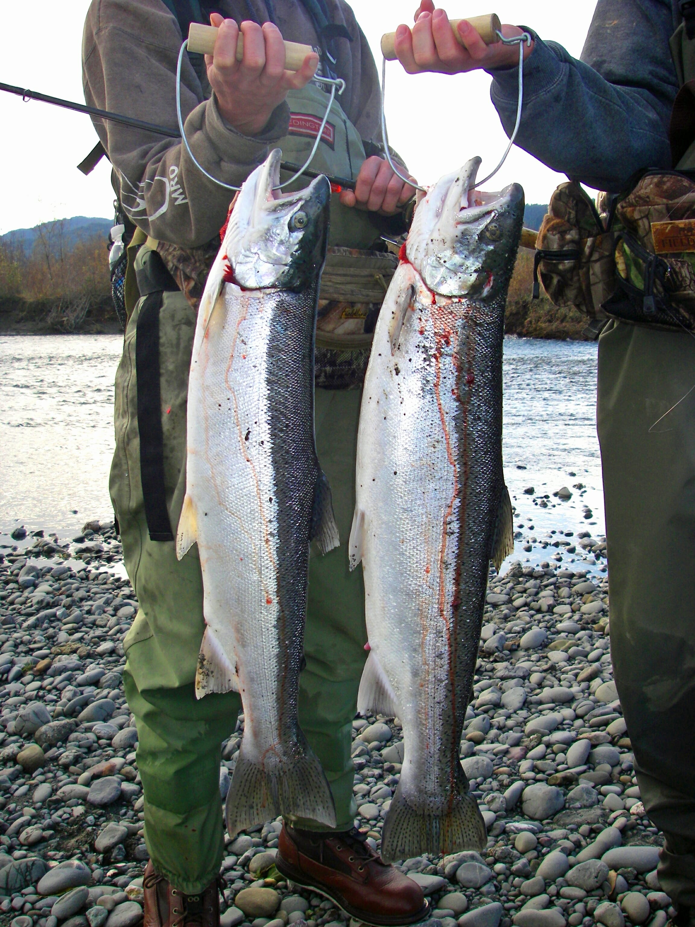 How To Tell Wild Steelhead From Hatchery Steelhead