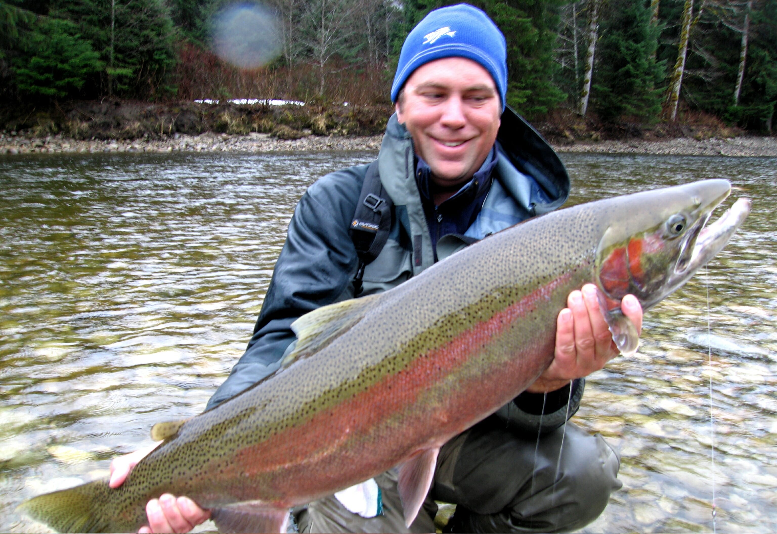 How To Tell Wild Steelhead From Hatchery Steelhead